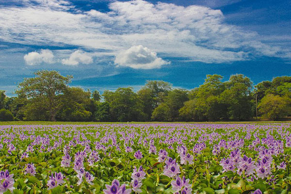 Anawilundawa Wetland Sri Lanka
